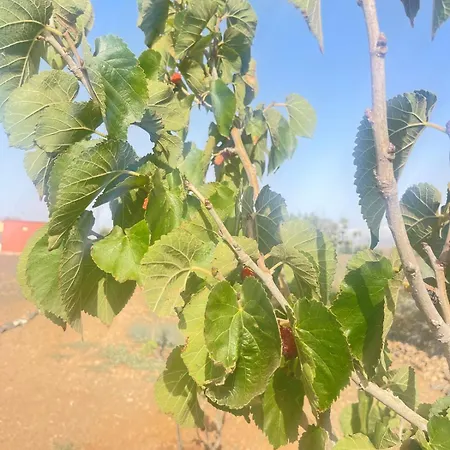 El Relincho Del Alma Tuineje