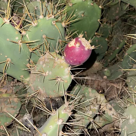 Semesterbostad El Relincho Del Alma