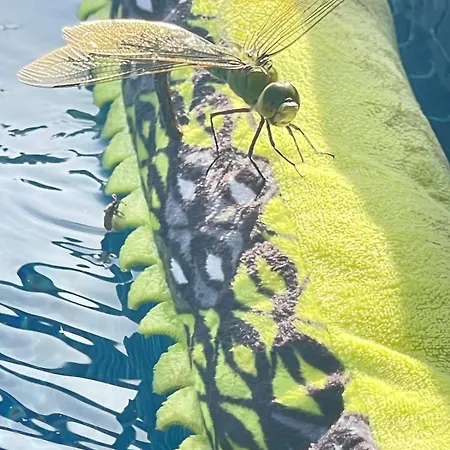 El Relincho Del Alma